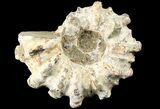 Bumpy Douvilleiceras Ammonite - Madagascar #79117-1